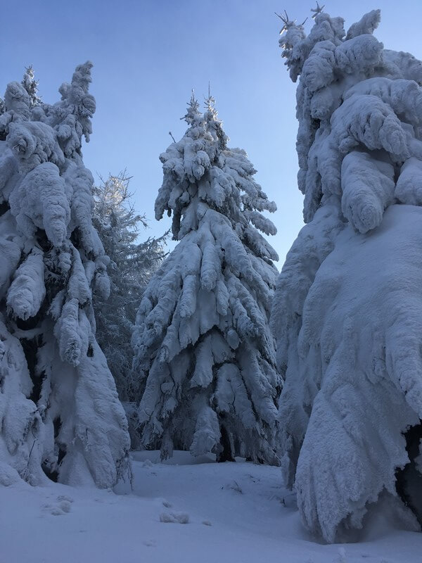 Tipy na výlety #01 Rozhledna Velký Javorník Mega zasněžené stromy, jejichž větve se prohýbají pod tíhou sněhu a vypadají jako velké zvířecí postavy, výlety vlakem